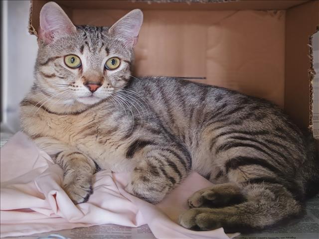 Shelter Stray Male Cat last seen , 1850 W 60th St, Los Angeles, CA 90047, USA