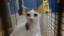 Shelter Stray Female Cat last seen Near BLOCK SW 131, 3599 NW 79th Ave, Doral, FL 33122, USA