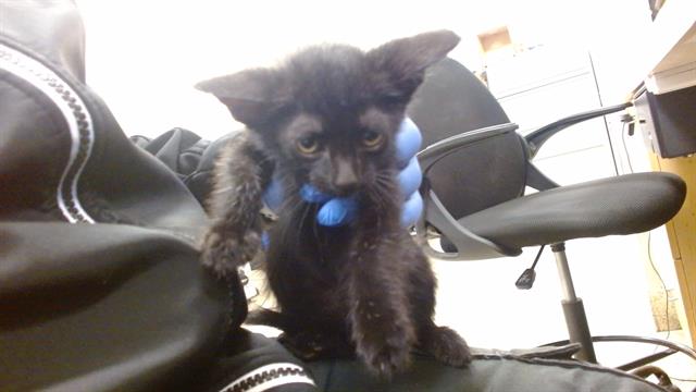 Shelter Stray Female Cat last seen Near BLOCK S BAY, 3599 NW 79th Ave, Doral, FL 33122, USA