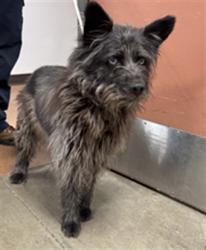 Shelter Stray Male Dog last seen , West Valley Animal Shelter, 20655 Plummer St, Chatsworth, CA 91311, USA