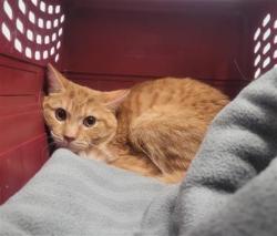 Shelter Stray Male Cat last seen Near BLOCK KINGSWOOD ST, DETROIT, MI 48221, 7401 Chrysler Dr, Detroit, MI 48211, USA