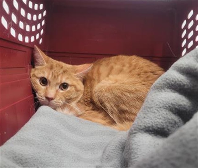 Shelter Stray Male Cat last seen Near BLOCK KINGSWOOD ST, DETROIT, MI 48221, 7401 Chrysler Dr, Detroit, MI 48211, USA