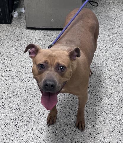 Shelter Stray Female Dog last seen Near BLOCK PATTON ST, DETROIT, MI 48219, 7401 Chrysler Dr, Detroit, MI 48211, USA