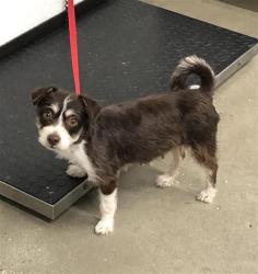 Shelter Stray Female Dog last seen Near BLOCK S BRAWLEY AVE, FRESNO CA 93706 2106, 5277 E Airways Blvd, Fresno, CA 93727, USA