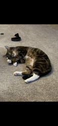 Reunited Male Cat last seen Walker and Duncan, DuPont, WA 98327