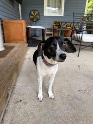 Found/Stray Female Dog last seen I-10 and Texas Street, Mobile, AL 36603