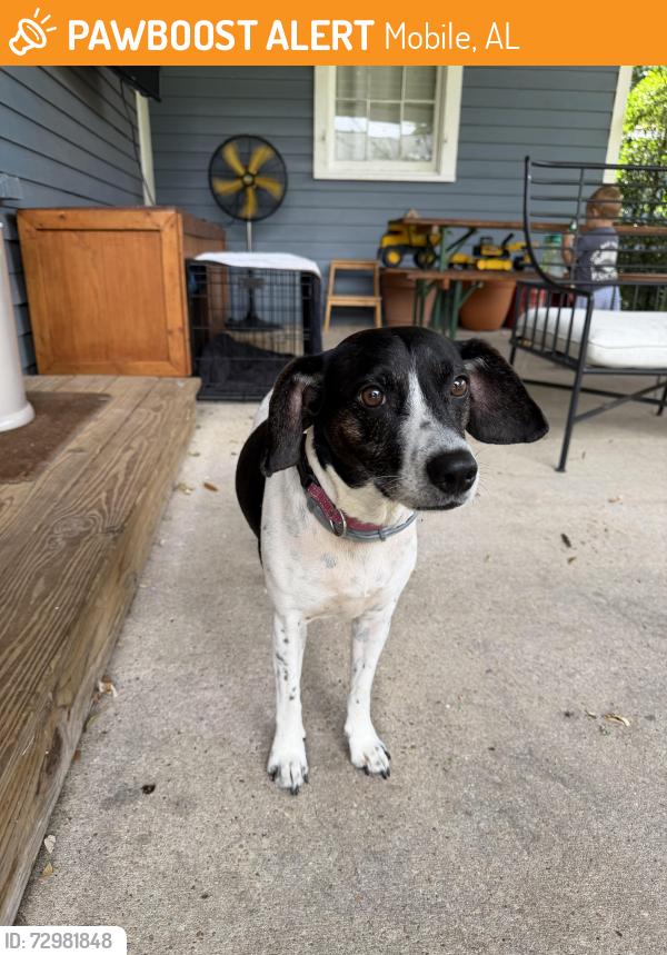 Found/Stray Female Dog last seen I-10 and Texas Street, Mobile, AL 36603