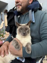 Lost Male Cat last seen Los Alamos Sports Park, Longbranch Ave., Whitewood Rd., Murrieta CA, Murrieta, CA 92563