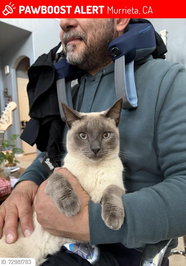 Lost Male Cat last seen Los Alamos Sports Park, Longbranch Ave., Whitewood Rd., Murrieta CA, Murrieta, CA 92563