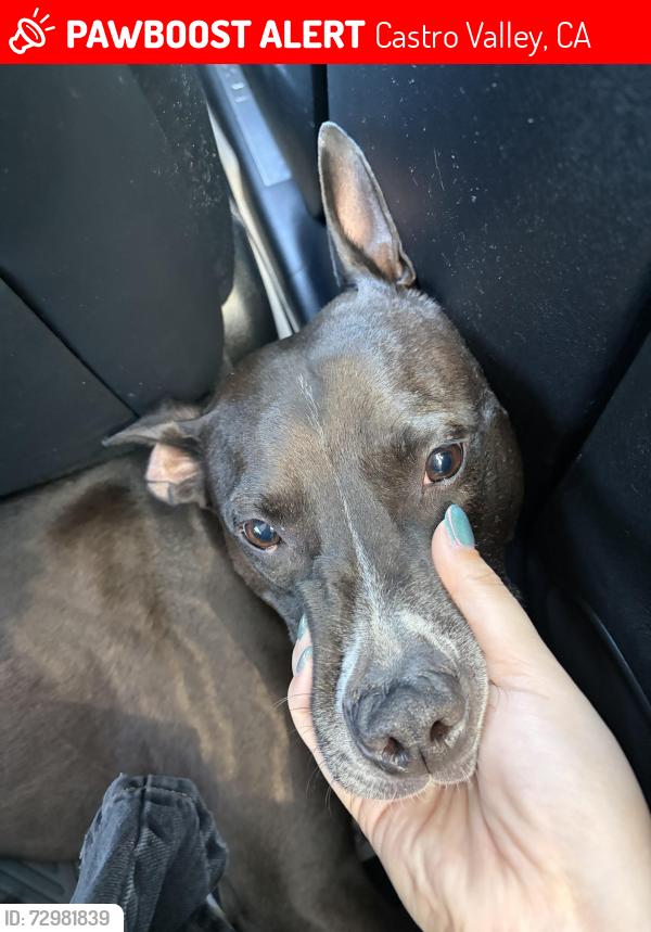 Lost Male Dog last seen Castro Valley, Eden Canyon Road, Castro Valley, CA 94552