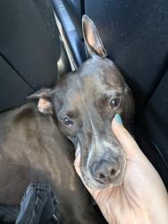 Lost Male Dog last seen Castro Valley, Eden Canyon Road, Castro Valley, CA 94552