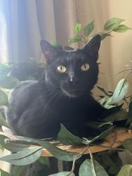 Reunited Male Cat last seen Estes and eastman, Lakewood, CO 80227