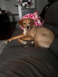 Lost Female Dog last seen Airline road, Corpus Christi, TX 78412