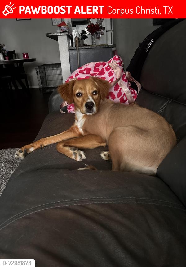 Lost Female Dog last seen Airline road, Corpus Christi, TX 78412