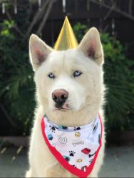 Reunited Male Dog last seen Rojas St, Oceanside, CA 92057
