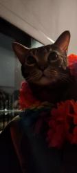 Lost Male Cat last seen Whitney way, Madison, WI 53705