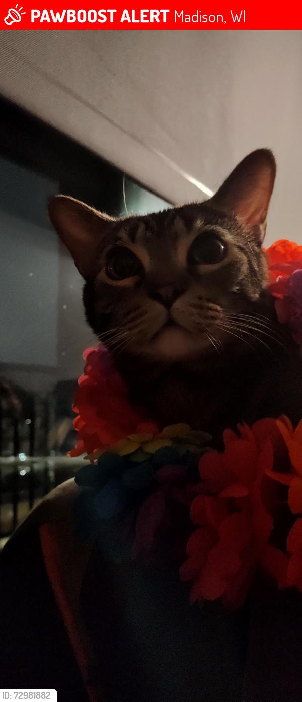 Lost Male Cat last seen Whitney way, Madison, WI 53705