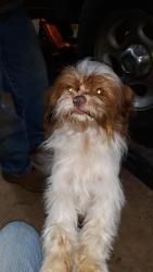 Lost Male Dog last seen Water Treatment Plant, Shelby, NC 28152