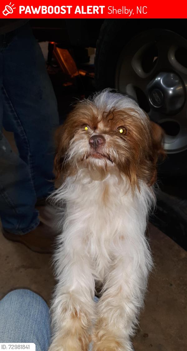 Lost Male Dog last seen Water Treatment Plant, Shelby, NC 28152