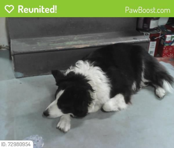Reunited Male Dog last seen Strasburg Pike and Lincoln hwy , Lancaster, PA 17602