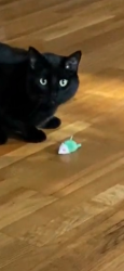 Lost Male Cat last seen East Glennaire Dr and South Dearborn Rd, Moran Prairie, WA 99223