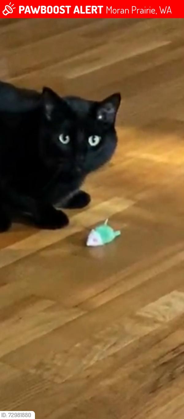 Lost Male Cat last seen East Glennaire Dr and South Dearborn Rd, Moran Prairie, WA 99223