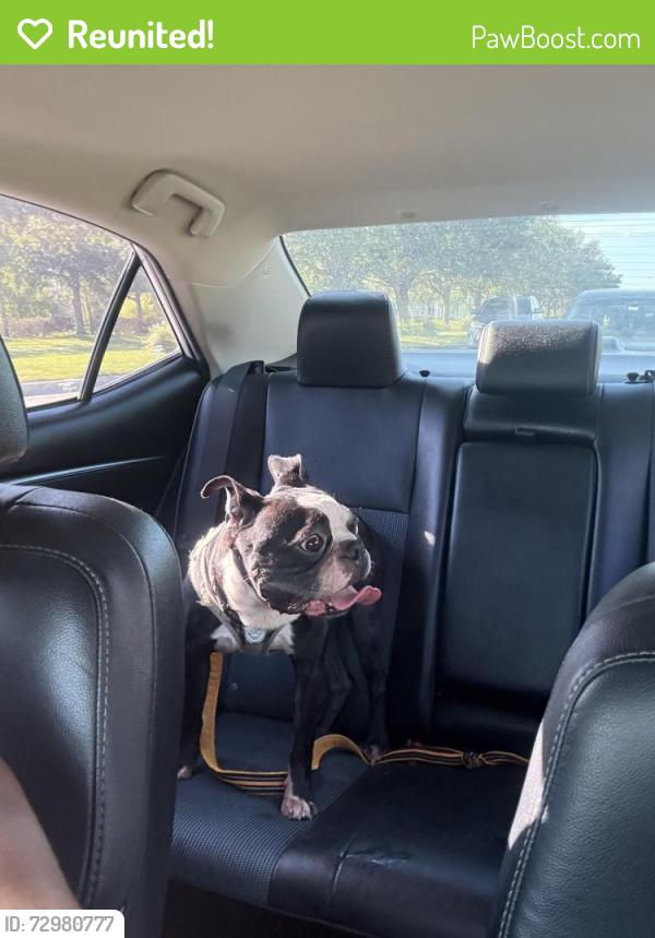 Reunited Male Dog last seen Grace Family Church, Port St. Lucie, FL 34986