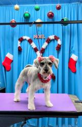 Lost Female Dog last seen Fresno and West Ave. Balconies heights, San Antonio, TX 78201