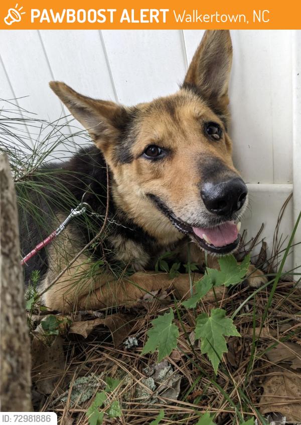Found/Stray Female Dog last seen Hwy 311 and Grubbs, Walkertown, NC 27051