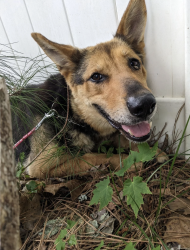 Found/Stray Female Dog last seen Hwy 311 and Grubbs, Walkertown, NC 27051