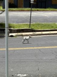Found/Stray Unknown Dog last seen Alexan River Side apmt, Austin, TX 78741