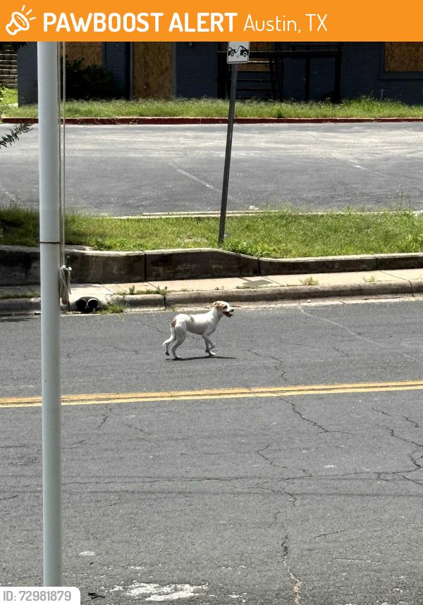 Found/Stray Unknown Dog last seen Alexan River Side apmt, Austin, TX 78741