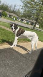 Lost Female Dog last seen Near the woods, Leitchfield, KY 42754