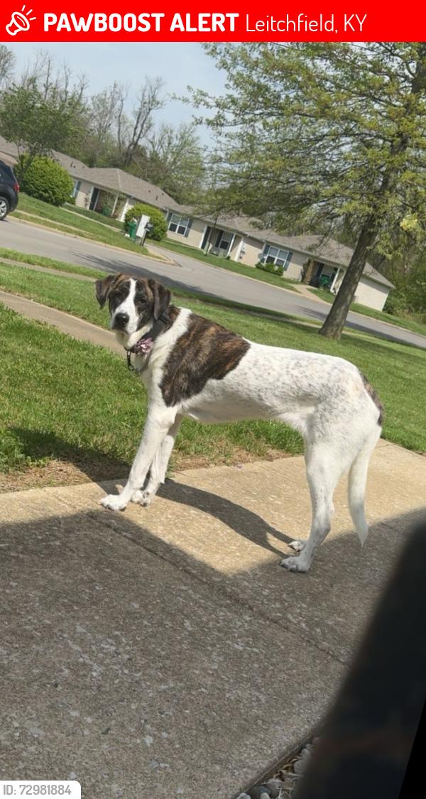 Lost Female Dog last seen Near the woods, Leitchfield, KY 42754
