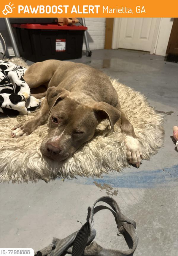Found/Stray Female Dog last seen Near Roswell Rd, Marietta, GA 30062, Marietta, GA 30062