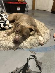 Found/Stray Female Dog last seen Near Roswell Rd, Marietta, GA 30062, Marietta, GA 30062