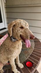 Reunited Male Dog last seen Villa Court and Del Rio, Reliez Valley, CA 94549