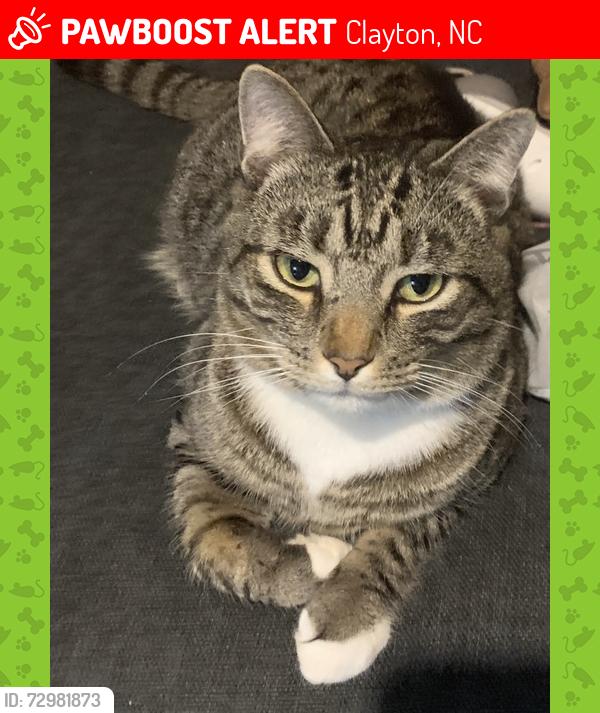 Lost Male Cat last seen Wyndfall Subdivision - Carrie Drive, Archer Lodge, Clayton, NC 27527