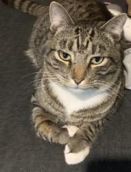 Lost Male Cat last seen Wyndfall Subdivision - Carrie Drive, Archer Lodge, Clayton, NC 27527