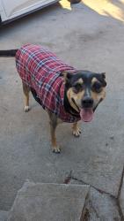 Lost Female Dog last seen Beaty Ave & Painter Ave, South Whittier, CA, South Whittier, CA 90605