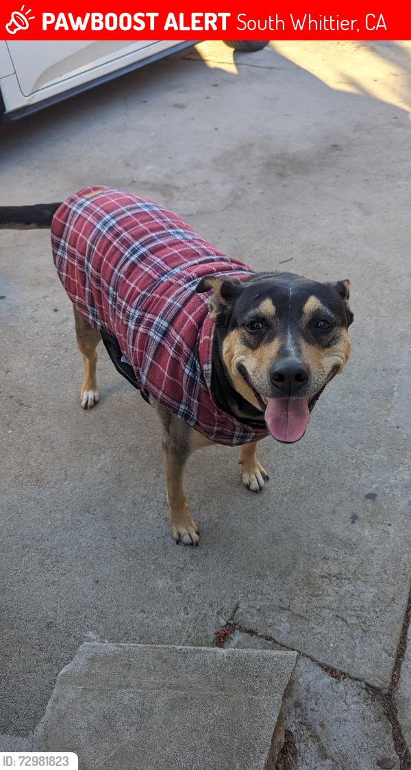Lost Female Dog last seen Beaty Ave & Painter Ave, South Whittier, CA, South Whittier, CA 90605