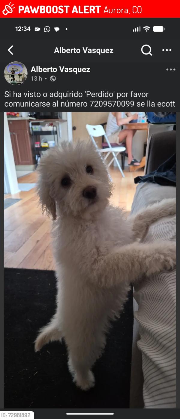 Lost Male Dog last seen Boston St  Beeler St , Aurora, CO 80010