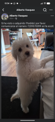 Lost Male Dog last seen Boston St  Beeler St , Aurora, CO 80010