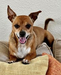 Reunited Male Dog last seen Meadow Lake and Merced circle off Wild Horse in Antioch CA, Antioch, CA 94531