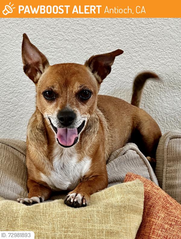 Found/Stray Male Dog last seen Meadow Lake and Merced circle off Wild Horse in Antioch CA, Antioch, CA 94531
