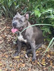 Found/Stray Female Dog last seen Fruit and e park, Homestead, FL 33031