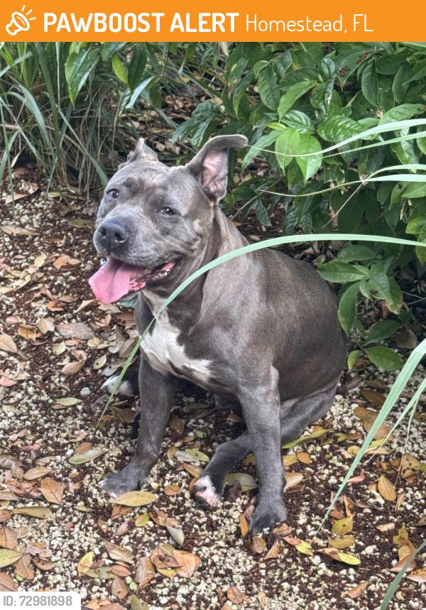 Found/Stray Female Dog last seen Fruit and e park, Homestead, FL 33031