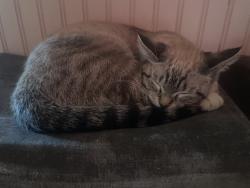 Lost Female Cat last seen Near 68th Ave N, Minneapolis, MN 55429