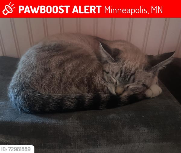 Lost Female Cat last seen Near 68th Ave N, Minneapolis, MN 55429