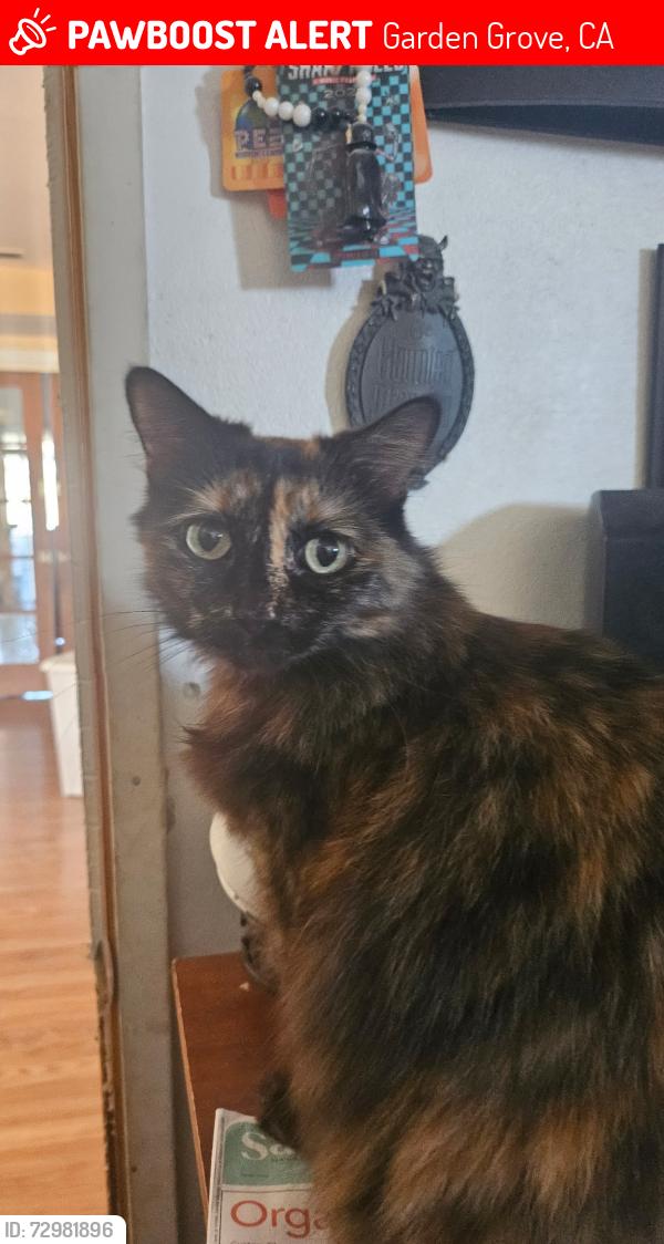Lost Female Cat last seen On Morrie Lane a few hses down from Faylane elementary school, Garden Grove, CA 92840